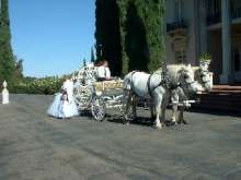 3875 horse carriage rental photo p2 horse carriage rental photo p