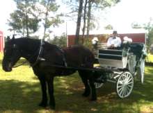 horse and carriage rental photo of driver and horse baton rouge clinton la louisiana 33659 horse and carriage rental photo of driver and horse baton rouge clinton la louisiana